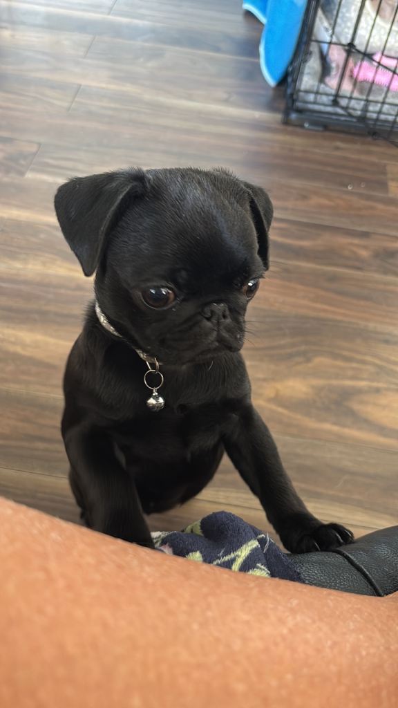 Beautiful full pug black girl kc reg