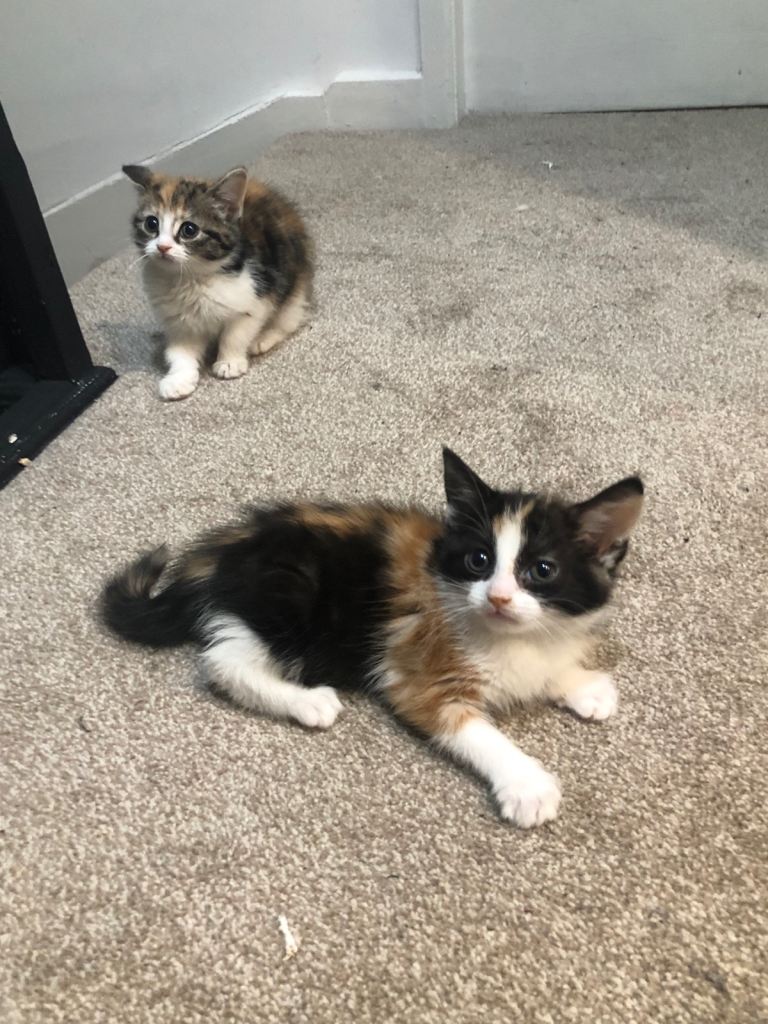 Gorgeous Tortieshell girl Kittens 