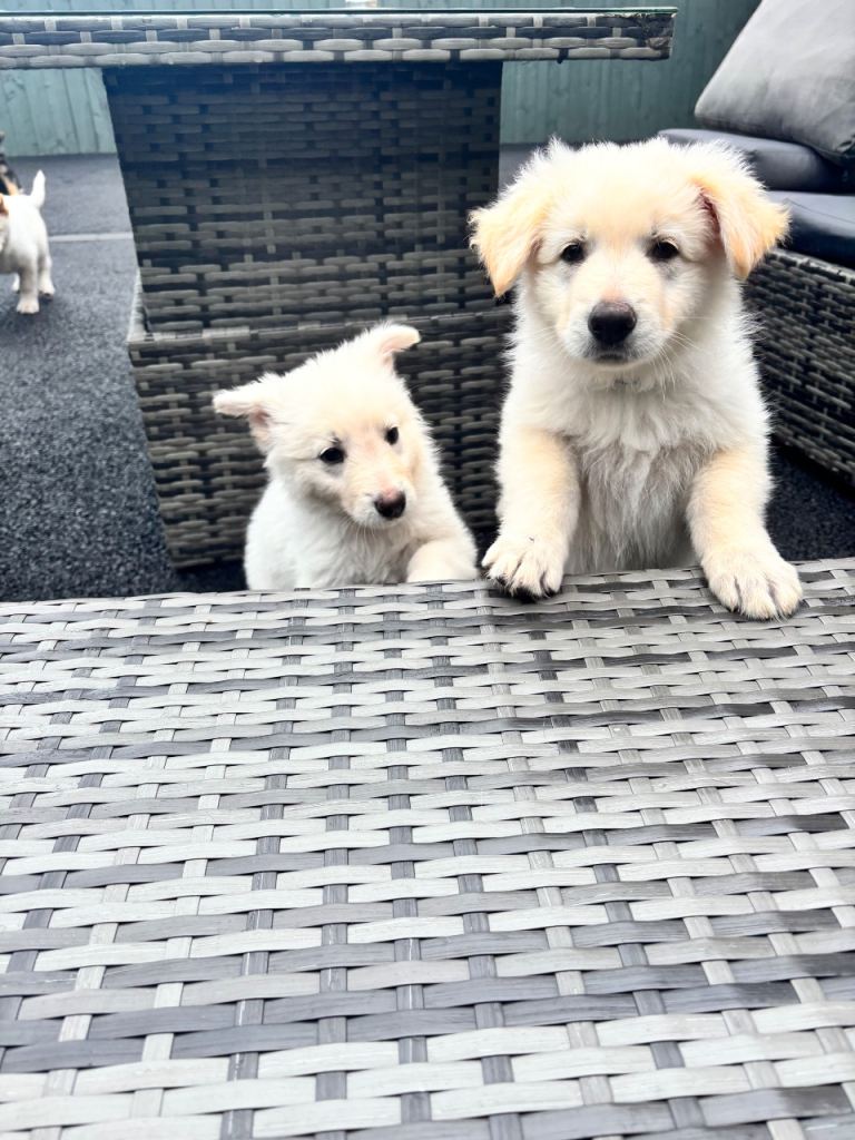 German Shepherd Puppies 