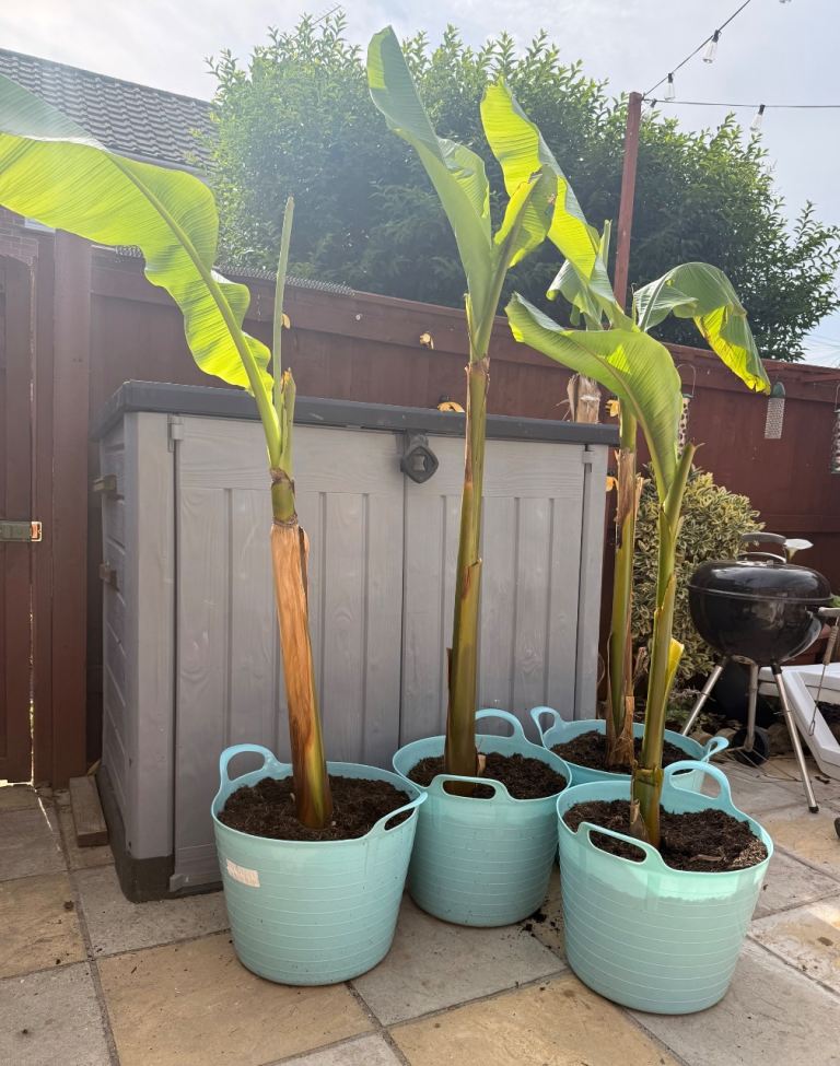 6ft banana plants 