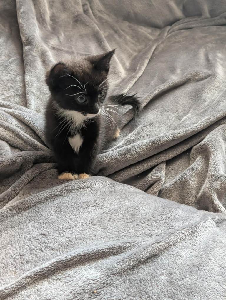 Four beautiful kittens for sale.