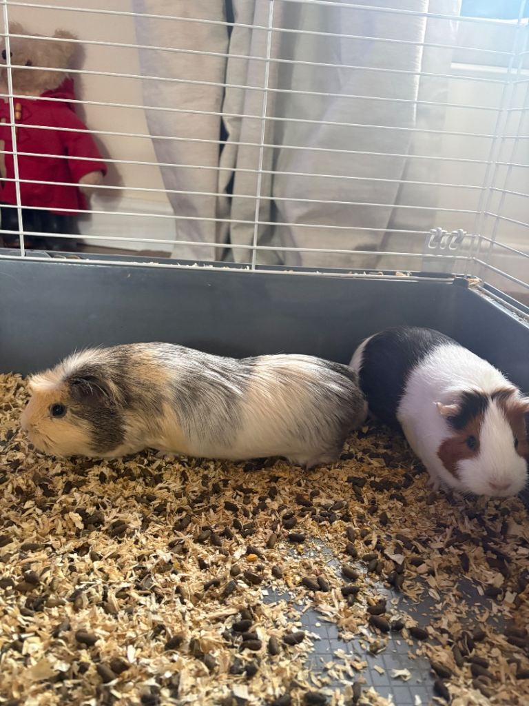 2 bonded female guinea pigs, 7 months old