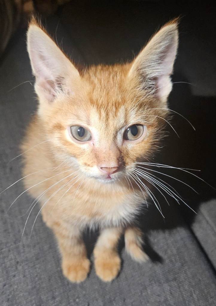 Lovely Ginger kitten