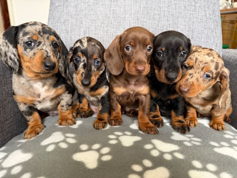Miniature Dachshund puppies 