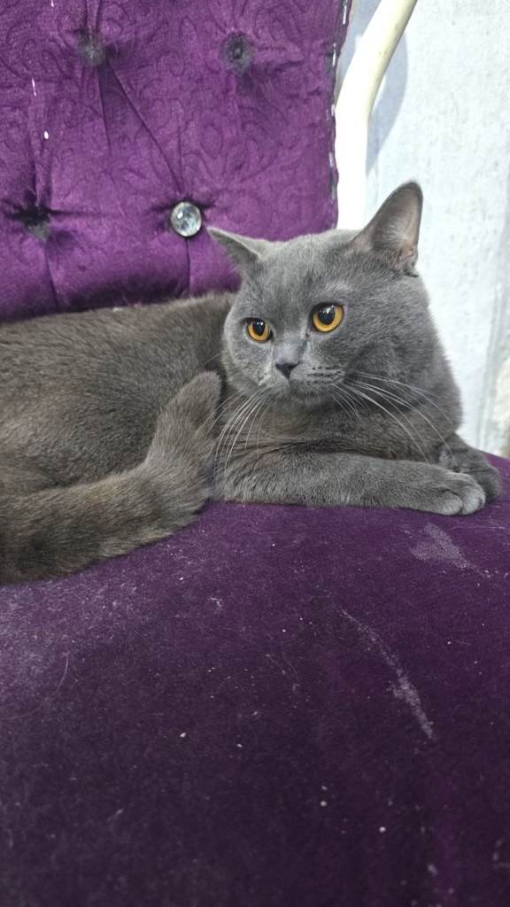 Britsh short-hair cat available male 