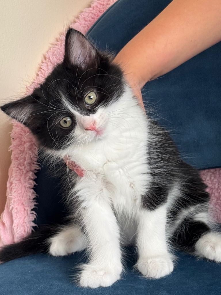 * 6 BEAUTIFUL KITTENS * 3 FEMALE AND 3 MALE*