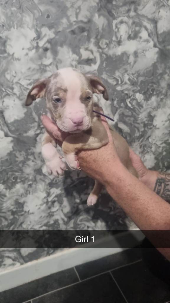6 stunning American bulldog puppies