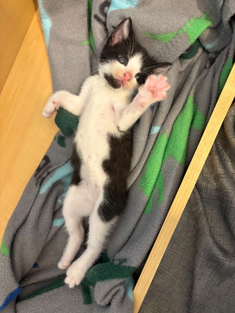 4 Kittens