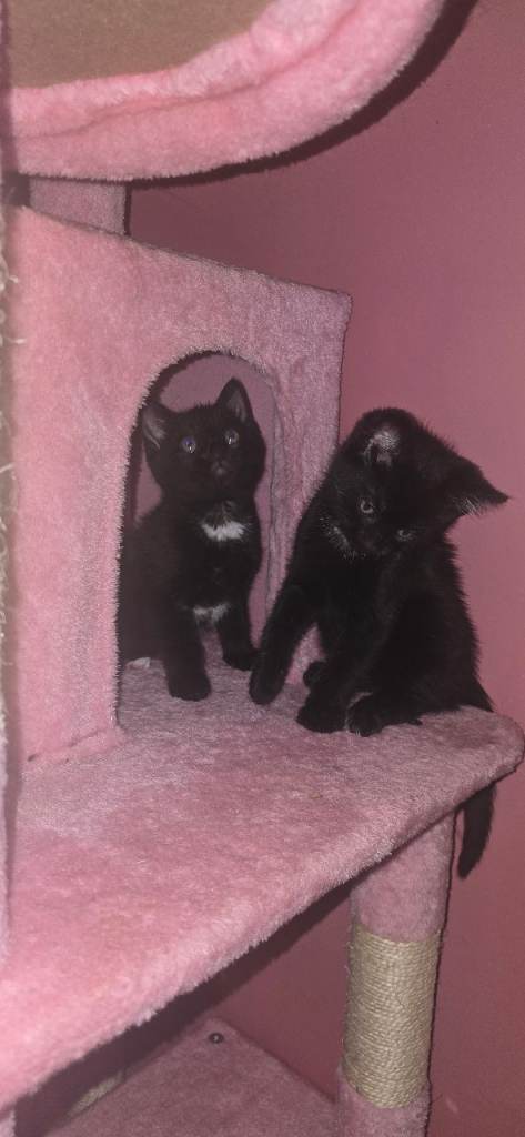 Kittens