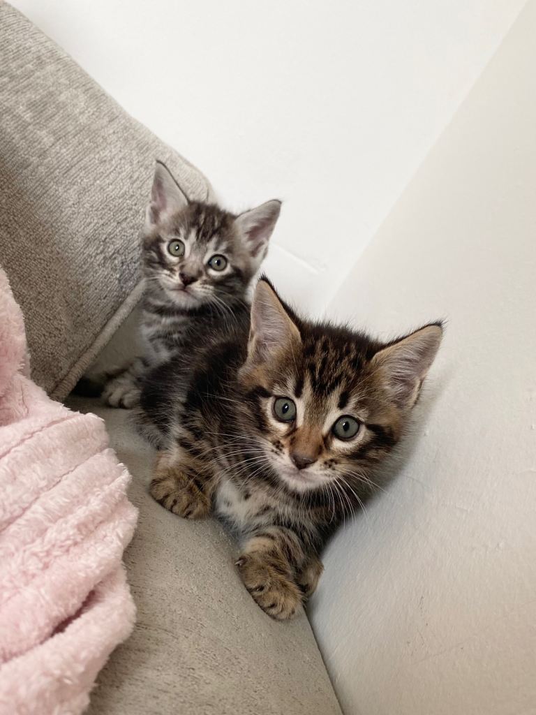 BENGAL X KITTENS READY NOW
