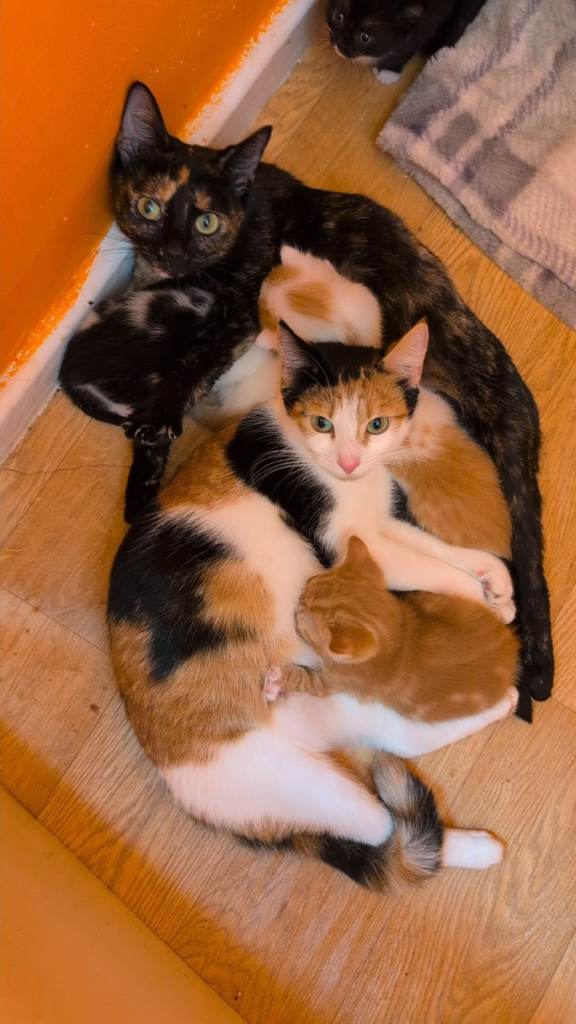 Rare Kittens looking for forever home