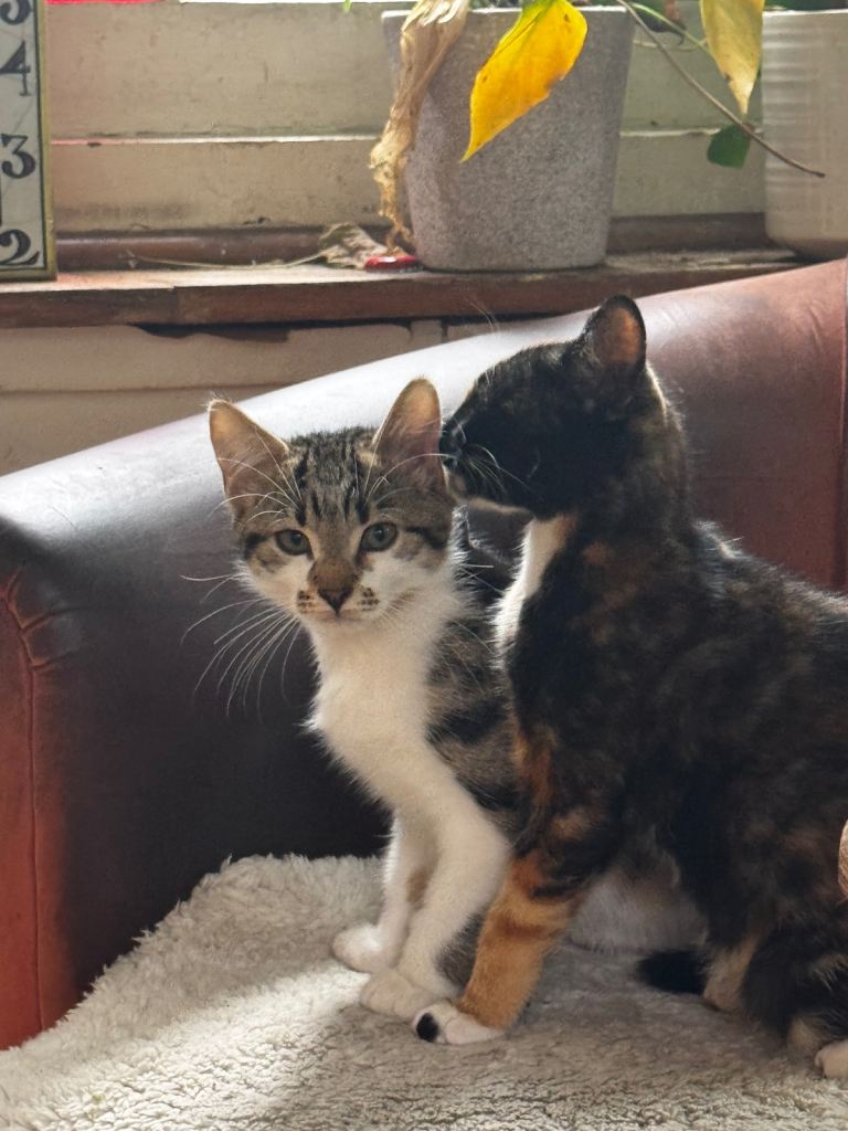 4 Kittens available 9weeks 