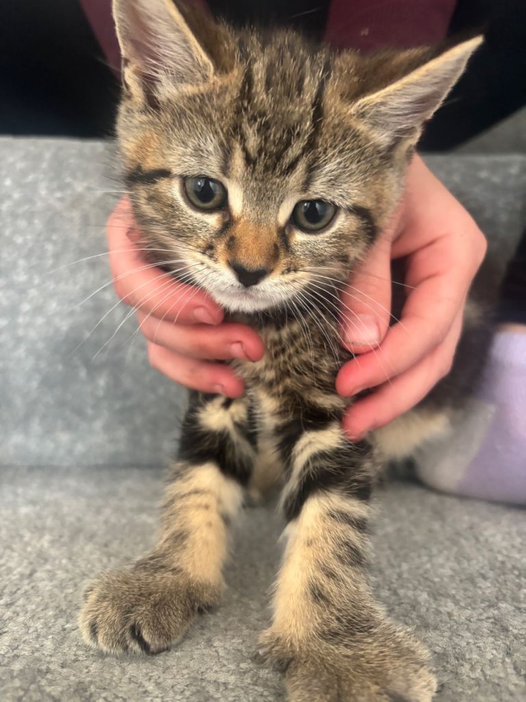 Ready to leave kittens