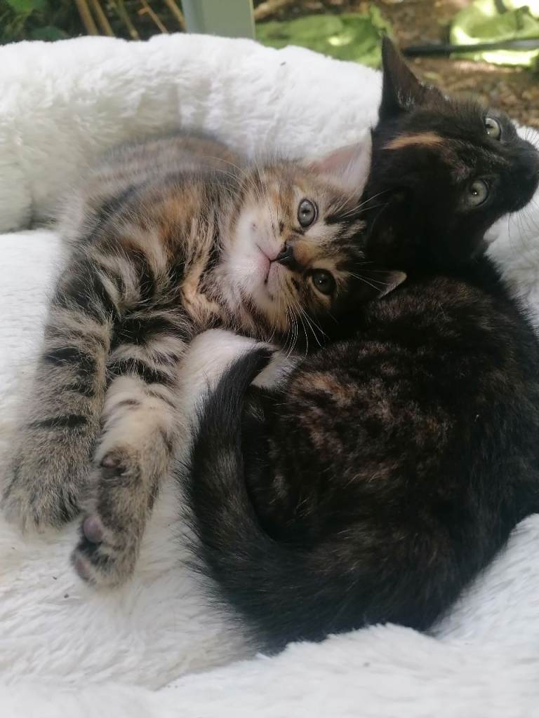 Three Beautiful Kittens Looking for Loving Homes