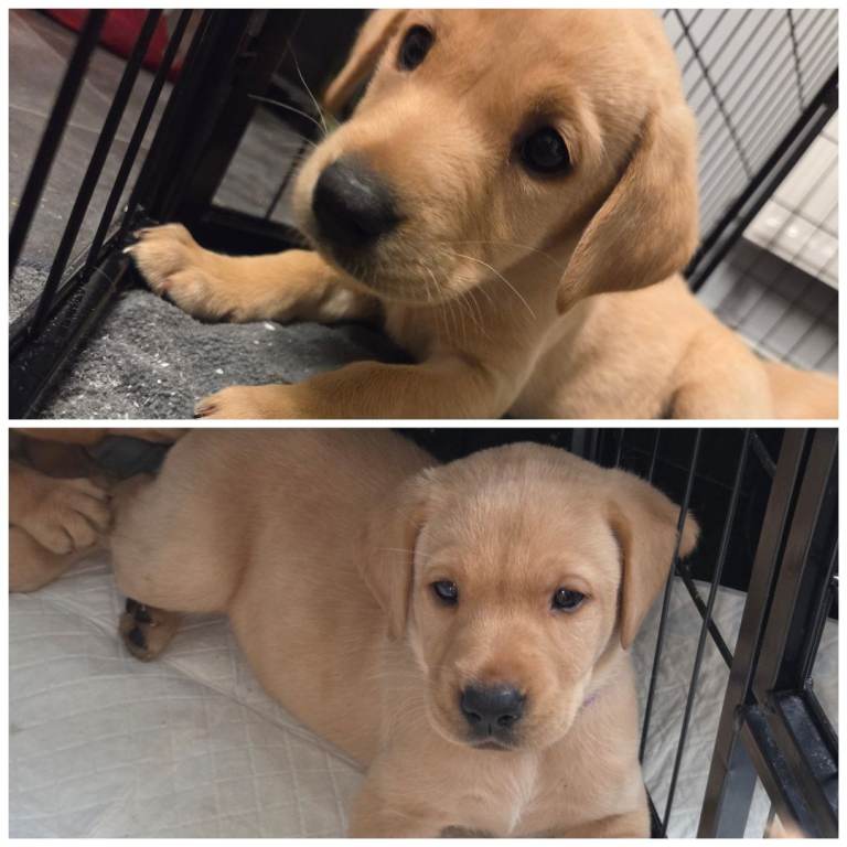KC registered yellow Labrador pups ready now 2 left