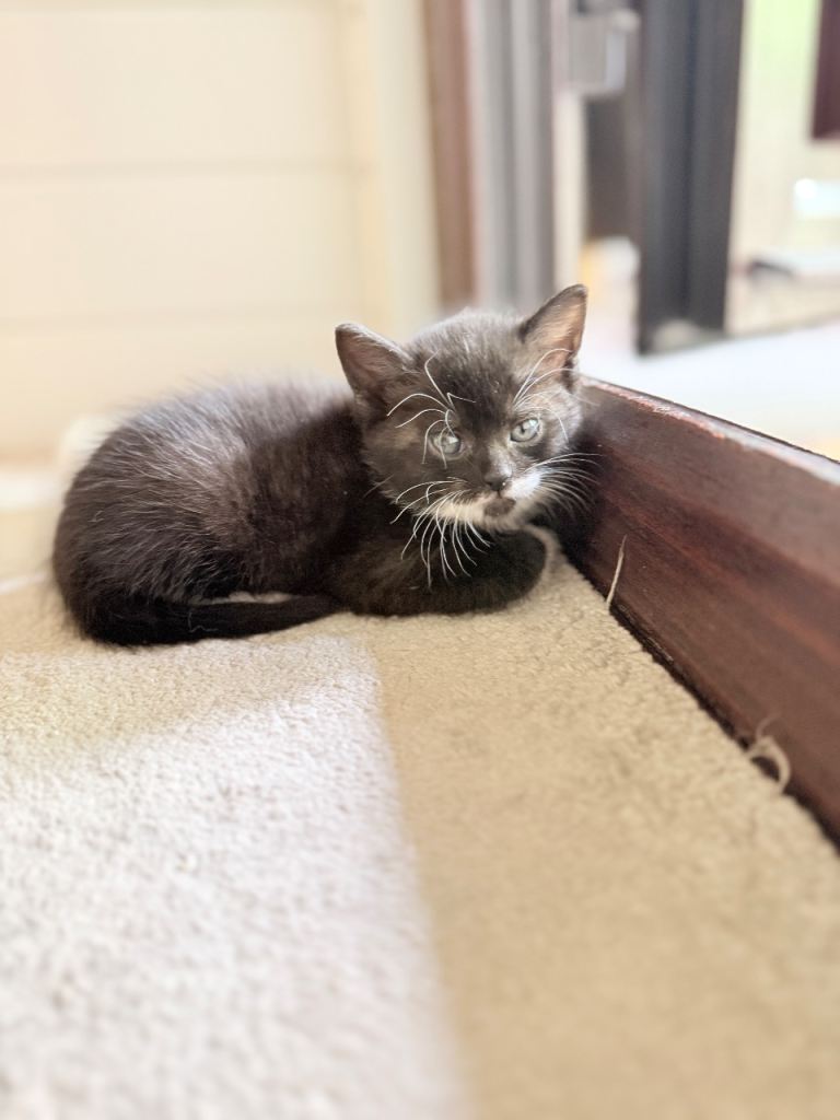 Kittens