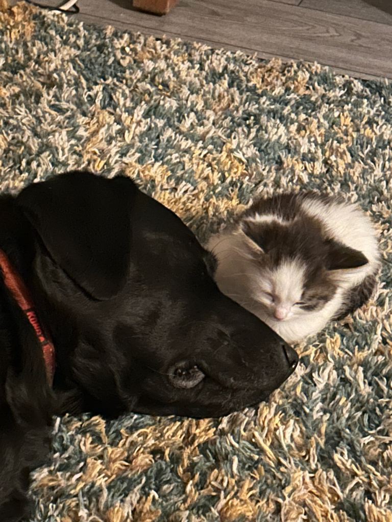 Short hair kittens ready to leave 