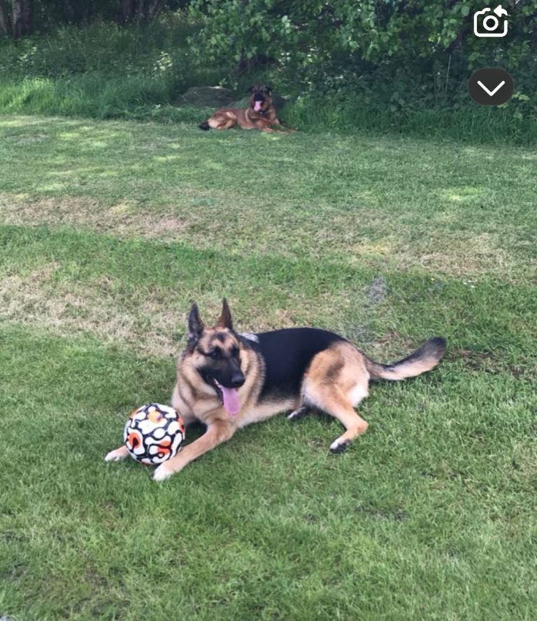 German Shepherd Dog for Sale 