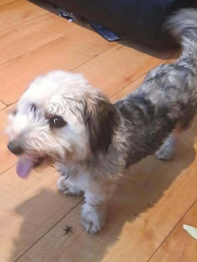 DACHSHUND TERRIER 