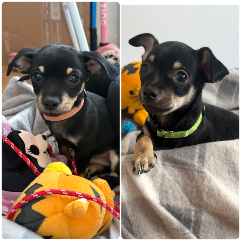 Chihuahua × Mini Pinscher Puppies🐾