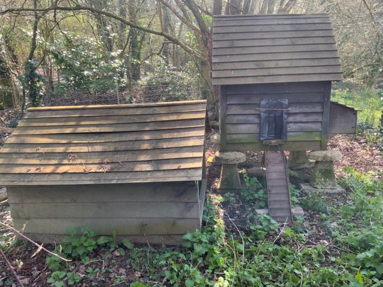 Chicken House & Shelter