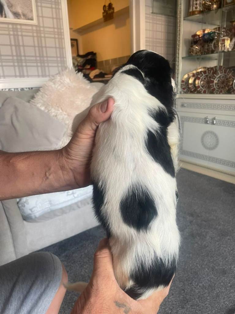 Cocker spaniels