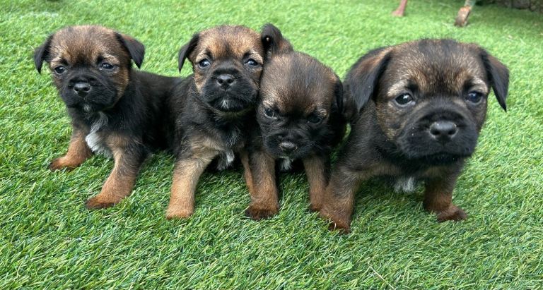 Border Terrier Puppies