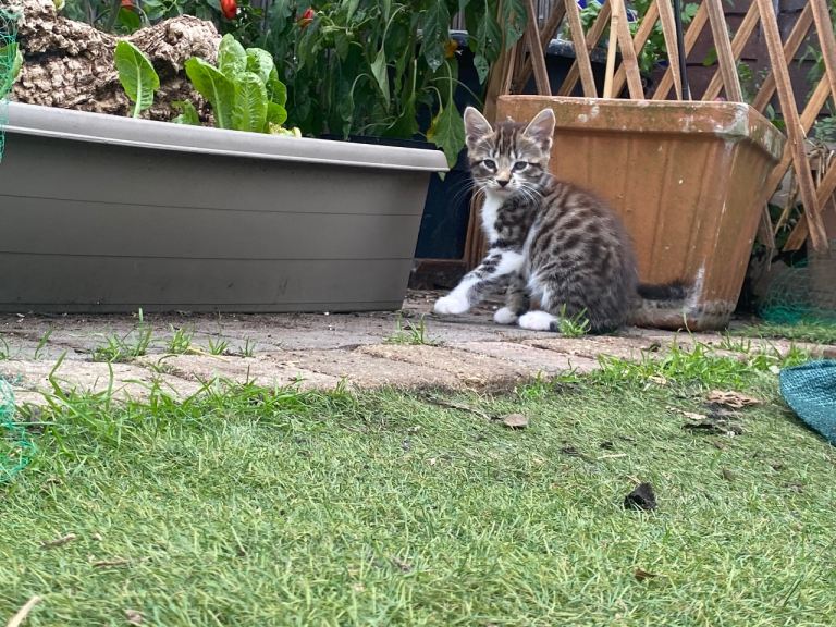 Beautiful Kittens for sale