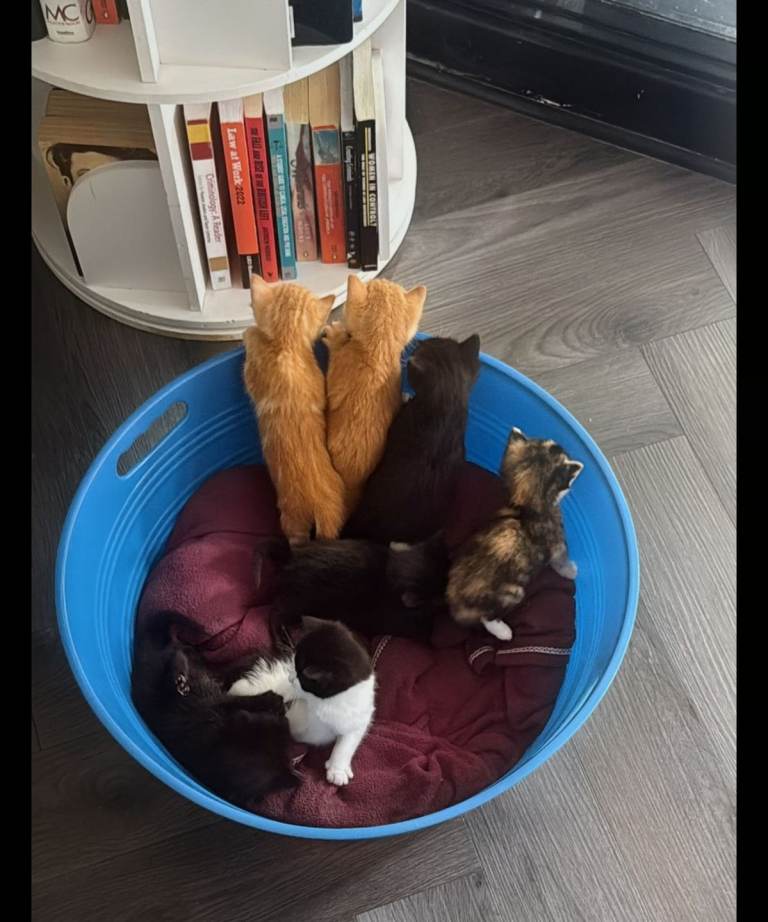 7 adorable kittens for sale