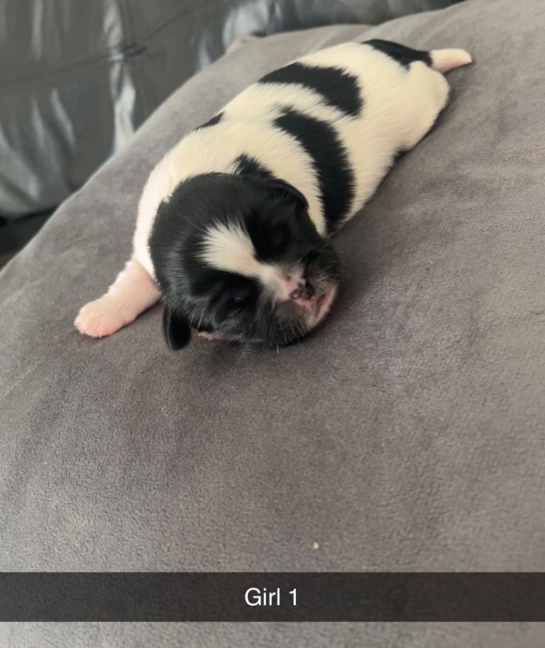 Beautiful Shih Tzu puppies 3 girls 2 boys 