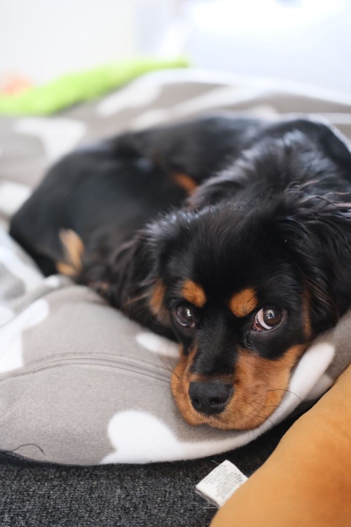 Cavalier King Charles Spaniel