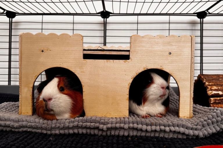 2 Male Guinea Pigs 