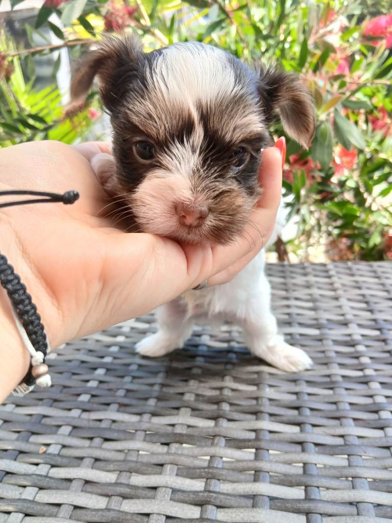 Mini purebred yorkshire terrier 