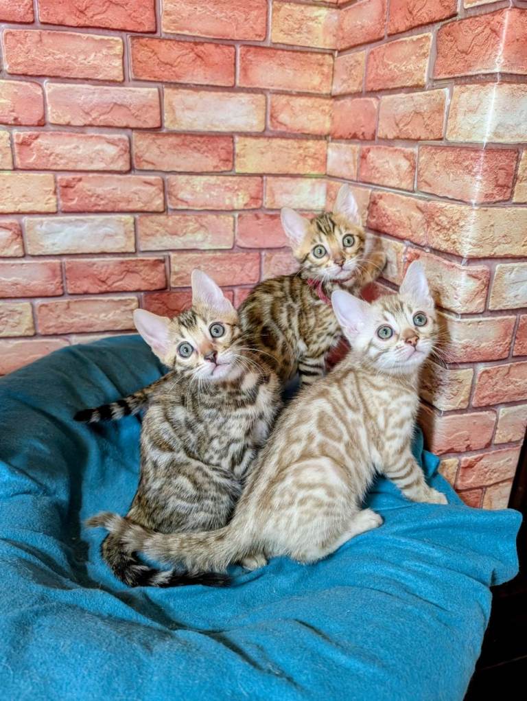 Bengal kittens 