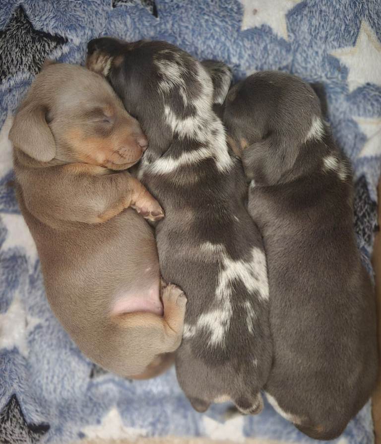 PRA CLEAR MINIATURE DACHSHUND PUPPIES