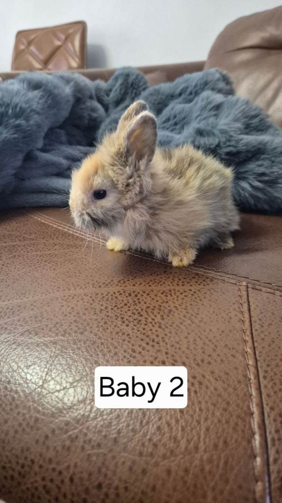 Cute bunnies mixed breed.