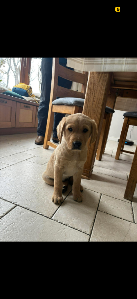 Golden retriever puppies