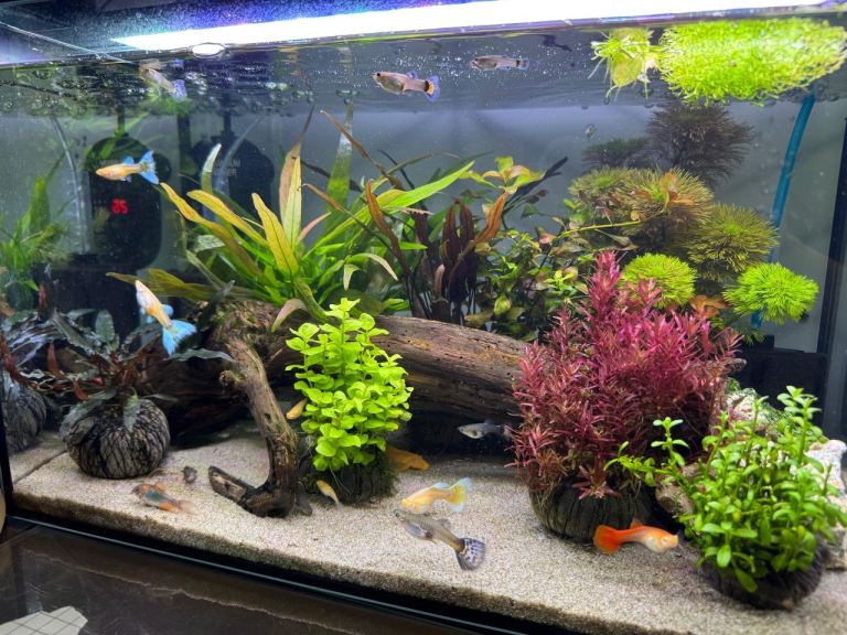 Live Aquarium Plant Bundle – 20 Stems for £18 – Red & Green Easy Aquascaping Plants