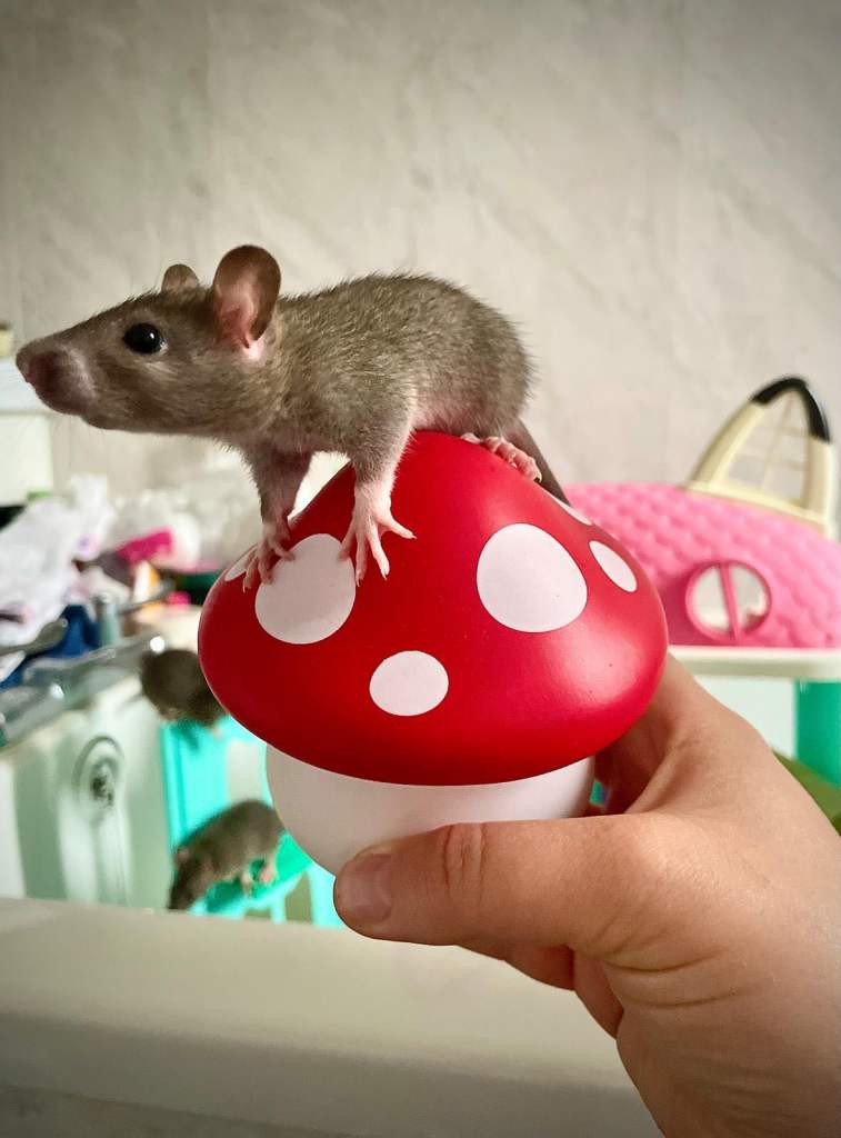Well handled pet baby rats