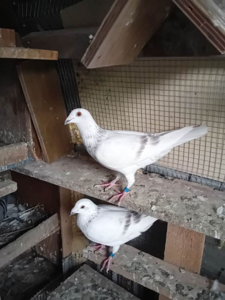 Pigeon