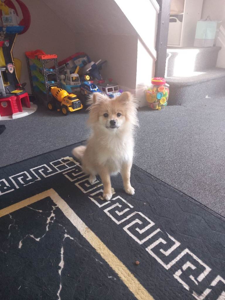 4 and half month old female pomeranian 