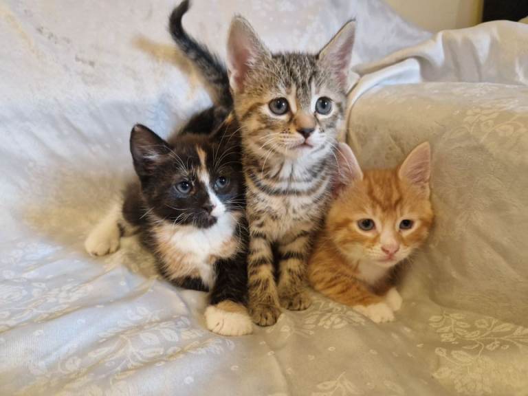 Adorable kittens