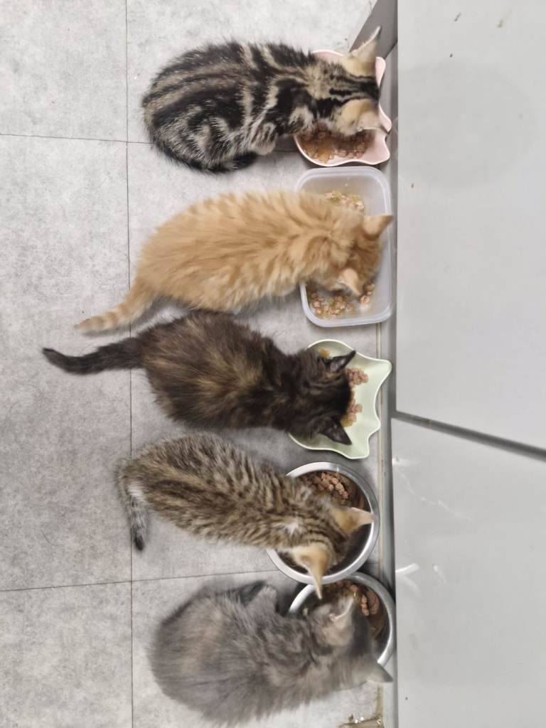 Maincoon cross kittens