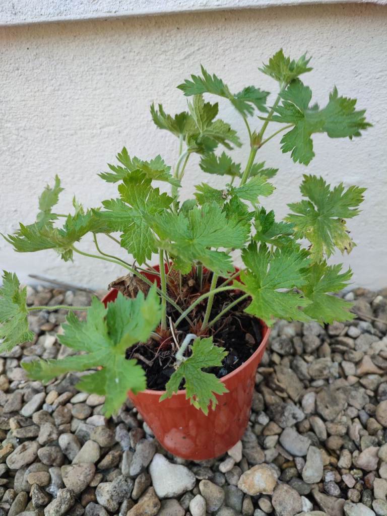 Geranium plant 