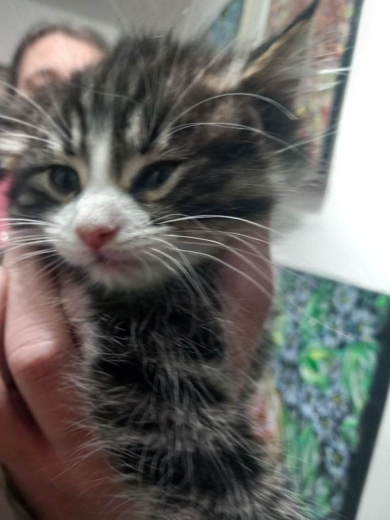 He will be 2 months old on December 17. Thick fur, nice and friendly boy kitten. Rare and beautiful.