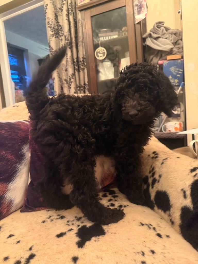 Standard poodle puppies 