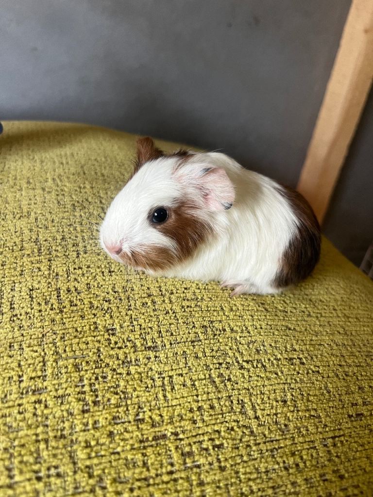 Guinea pig 
