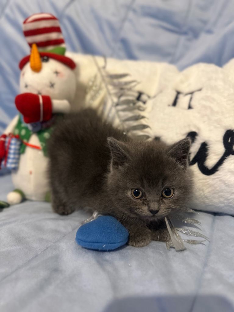 British shorthair kitten
