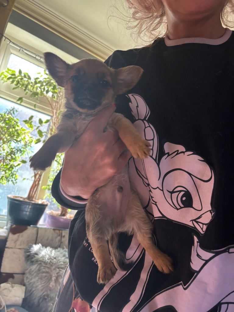 1 last boy puppy left ready now 