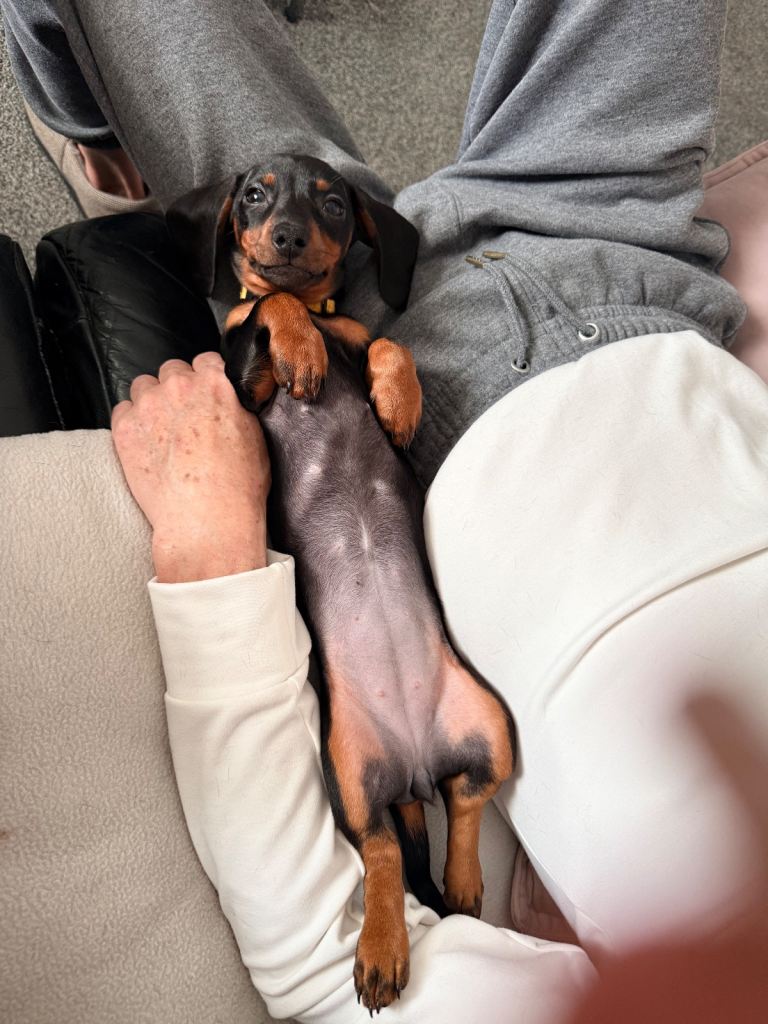 X1 female left - Miniature dachshund puppies for sale - READY NOW 